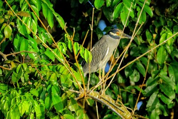 Oiseaux tropicaux du Costa Rica