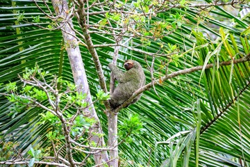 Faune tropicale du Costa Rica