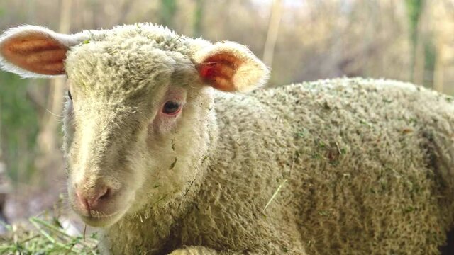 portrait of a lamb on a small Italian farm. Abruzzo, Italy, Europe