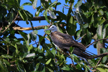 Oiseaux tropicaux du Costa Rica