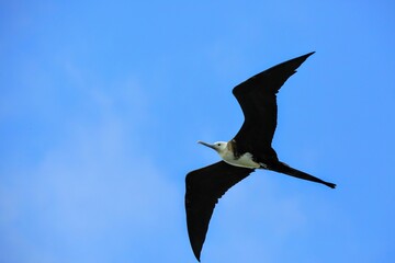 Oiseaux tropicaux du Costa Rica