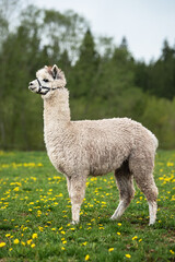 Fototapeta premium Grey alpaca standing on the field with dandelion flowers