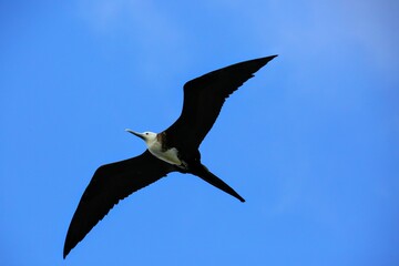 Oiseaux tropicaux du Costa Rica