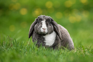 Little grey fold rabbit sitting in the grass in summer