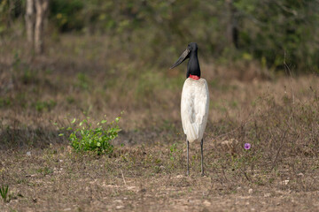 The Jabiru stork (Jabiru mycteria)