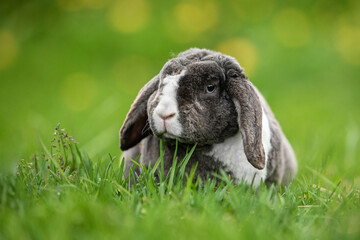 Little grey fold rabbit sitting in the grass in summer