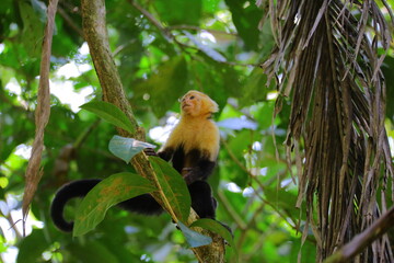 Faune tropicale du Costa Rica