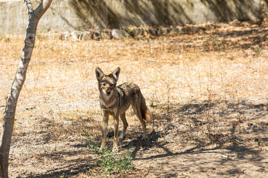 coyote