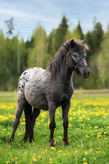 Fototapeta na wymiar Appaloosa breed pony on the field with flowers 