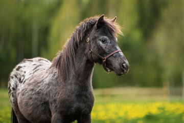 Portrait of appaloosa breed pony on the field with flowers 