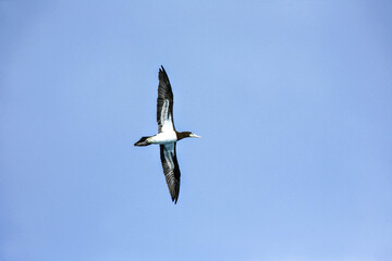 Oiseaux tropicaux du Costa Rica