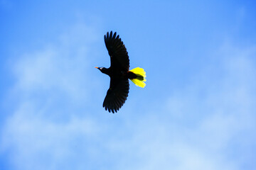 Oiseaux tropicaux du Costa Rica