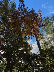 autumn in the forest