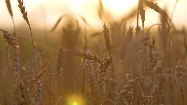 Close up of ripe yellow wheat ears swaying gently on agricultural farm field at sunset.