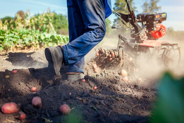 Farmer driving small tractor for soil cultivation and potato digging. Autumn harvest potato picking