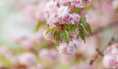 spring beautiful background, blooming sakura