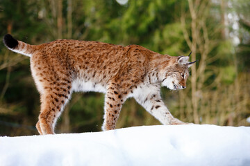 Lynx in winter. Wild predatory dangerous cat on a background of snow. Lynx in a zoo or reserve. Hunting animal. Cute big cat