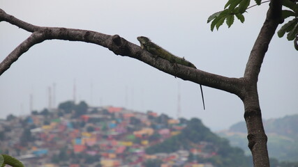 Iguana en arbol y al fondo el cerro en Guayaquil