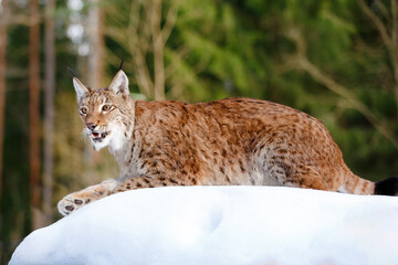 Lynx in winter. Wild predatory dangerous cat on a background of snow. Lynx in a zoo or reserve. Hunting animal. Cute big cat