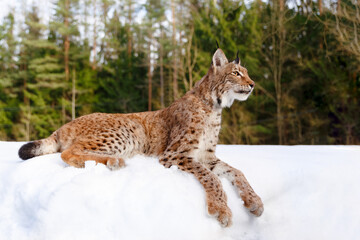 Lynx in winter. Wild predatory dangerous cat on a background of snow. Lynx in a zoo or reserve. Hunting animal. Cute big cat