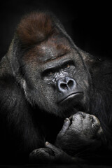 Heavy meditations of a powerful  gorilla