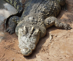 Thailand crocodile farm