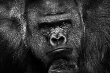 Obraz premium male gorilla, pensively looks ahead, occupying the entire frame