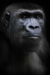 Obraz premium Strained face with shining eyes, female gorilla