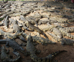Thailand crocodile farm