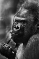 male gorilla holding a twig, black and white photo