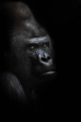 Obraz premium Dangerous gorilla male looking half-turned