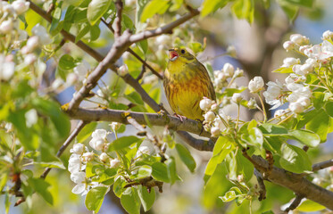 wild bird sings among the blooming flowers on the tree