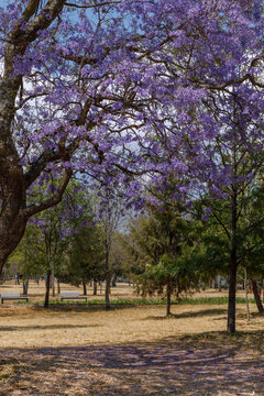 &Aacute;rbol de Jacaranda en el parque de  chapultepec