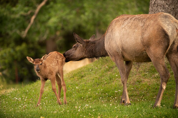 USA, Wyoming, Yellowstone National Park. Elk cow grooms calf.