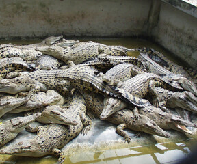 Thailand crocodile farm