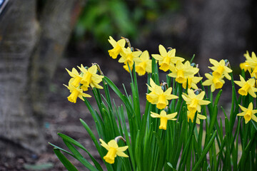Fototapeta premium Yellow Daffodil Flowers - Depth of Field