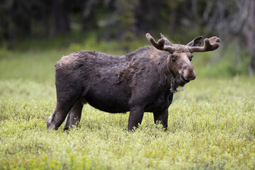 USA, Wyoming, Yellowstone National Park. Bull moose with velvet antlers.