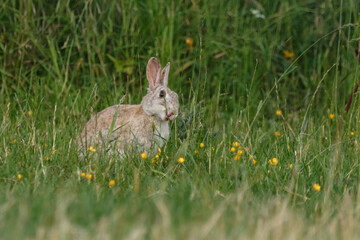 Kaninchen in Blumenwiese
