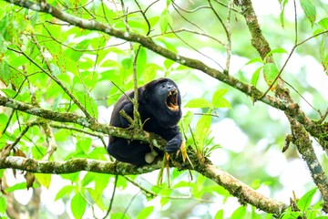 Faune tropicale du Costa Rica