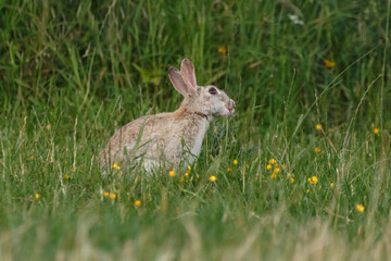 Kaninchen in Blumenwiese