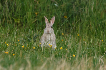 Kaninchen in Blumenwiese