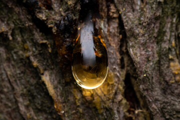 Macro closeup shot of a sap on the tree