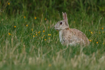 Kaninchen in Blumenwiese