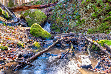 Alpine Formen im Naturpark Siebengebirge