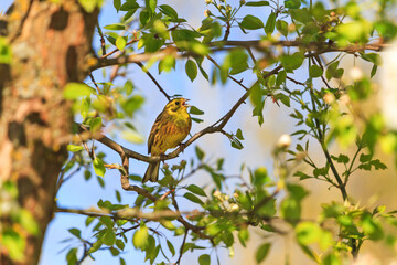 Obraz premium yellowhammer sings in the spring garden