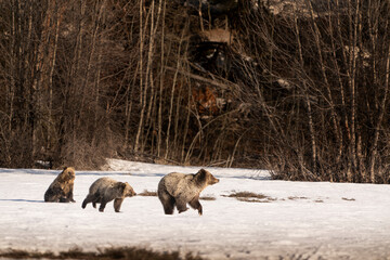 USA, Wyoming, Grand Teton National Park. Grizzly cub chasing its mother across snow.