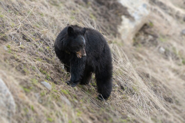 USA, Wyoming, Yellowstone National Park. Black bear on hillside in spring.