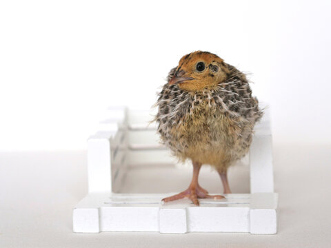 Quail Chick Stepping Out From A White Fence Square