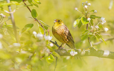 yellowhammer sings on the branch of a blossoming tree