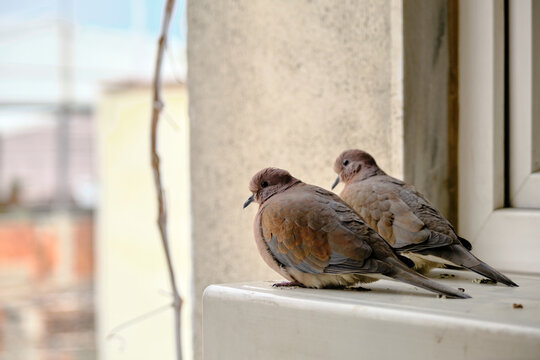 turtledove and pigeons on metal platform standing together